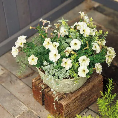 ペチュニアと緑の葉の植物の鉢花 202504e_24-1-thumb-400x400-218.jpg