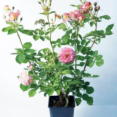 バラの開花苗】購入前にチェック！よい苗を見極めるポイント｜記事