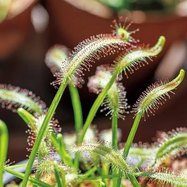 モウセンゴケ（ドロセラ）の仲間とは｜育て方がわかる植物図鑑