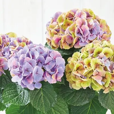 花のプロが選ぶ、実力派農園の絶品アジサイをチラ見せ！多彩な品種が