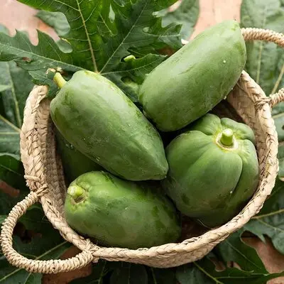 暑さに強い沖縄野菜、東京で育ててみました！編集部の青パパイヤ栽培