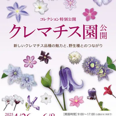 tsukubaclematis2025_01-thumb-