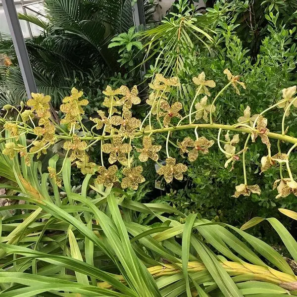 グラマトフィラムの種類（原種、品種）｜植物図鑑｜みんなの趣味の園芸