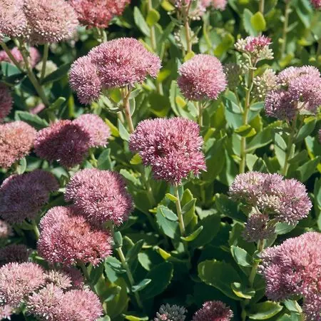 サンダーソニアの種類（原種、品種）｜植物図鑑｜みんなの趣味の