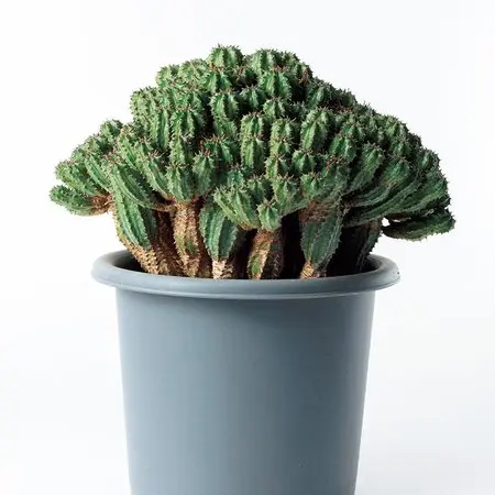 奇想天外　ウェルウィッチア　観葉植物 ウィルウィッチア・奇想天外 | trigger