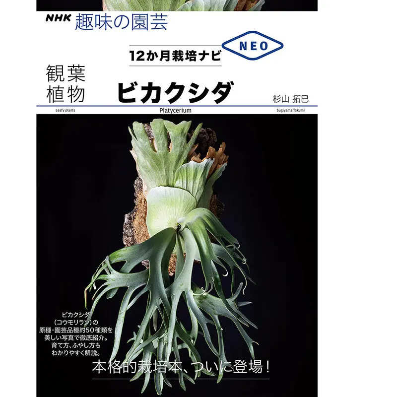 ビカクシダの種類（原種、品種）｜植物図鑑｜みんなの趣味の園芸（NHK