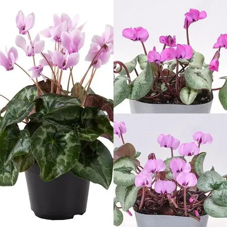 観葉ふーらん 観葉植物のプロも初体験】初心者のための風蘭植え替え方法 - YouTube