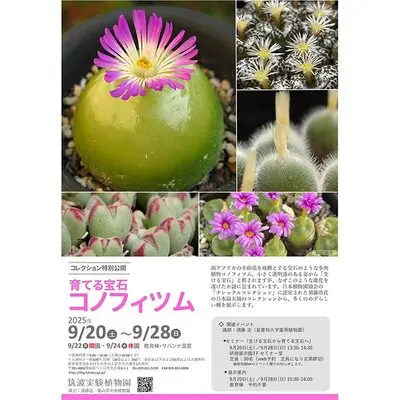 tsukuba_conophytum2025_800-