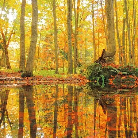 マルバストラムとは｜育て方がわかる植物図鑑｜みんなの趣味の