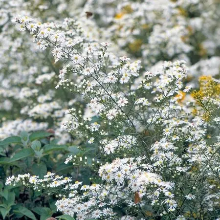 白い花が可愛らしい エゴノキ 292 H2.1m位 エゴ 白い花 落葉樹 自然樹 季節のたより147 エゴノキ - mkbkc's diary