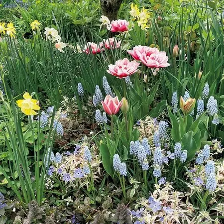 ネオレゲリア ノーマン・ベイツ Neo. Norman Bates 若苗 Neoregelia