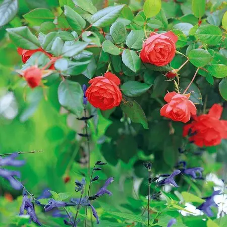 信州産ニゲラ・矢車草・おまけの金梅草 信州産ニゲラ・矢車草・おまけの金梅草 ヤグルマギクとニゲラ