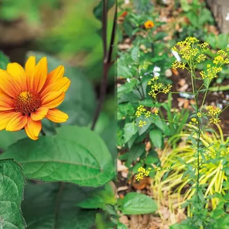 信州産ニゲラ・矢車草・おまけの金梅草 信州産ニゲラ・矢車草・おまけの金梅草 観葉植物