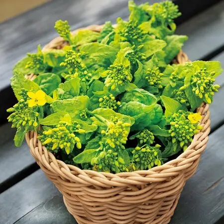 手乗り盆栽-矮性サルスベリ「チカソー」｜園芸日記byshinji70