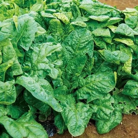 マルバストラムとは｜育て方がわかる植物図鑑｜みんなの趣味の園芸