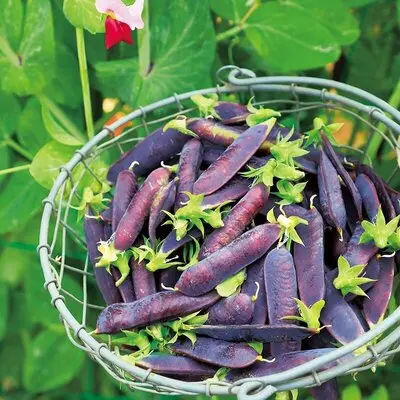 紫色のさやと、緑色の豆。SNS映えするカラフルな紫エンドウ｜記事