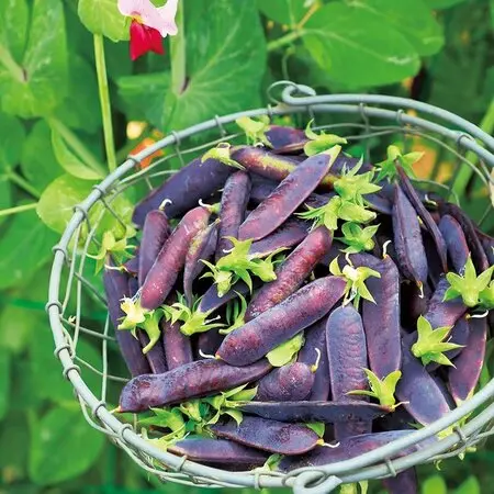 【開花株10年物の大株】月下美人 No.2 開花株10年物の大株】月下美人 No.2 開花株10