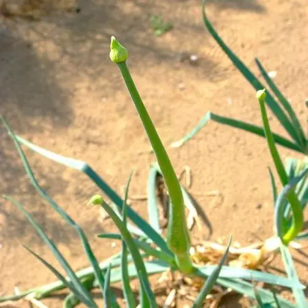 ラベンダーの挿し穂10本 hqdefault.jpg