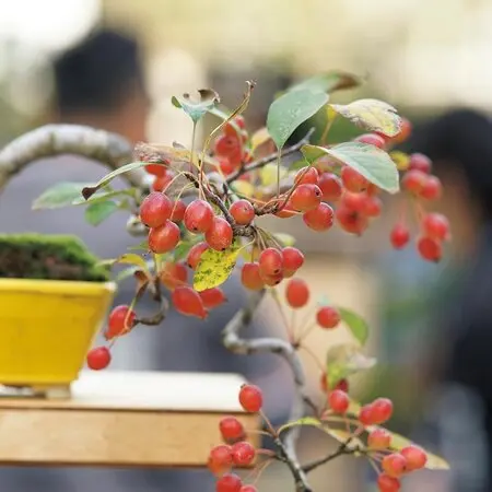 アンズの種類（原種、品種）｜植物図鑑｜みんなの趣味の園芸（NHK出版）