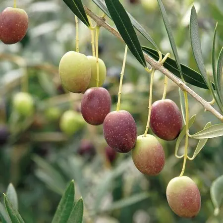 ホワイトサポテ特大苗 120cm ホワイトサポテ特大苗 120cm ホワイトサポテ特大苗 120cm