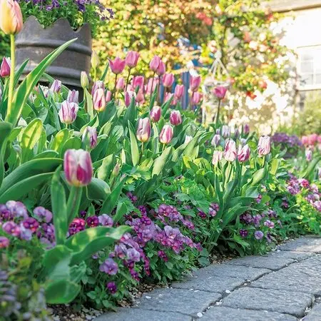 ムラサキミツバ(紫みつば)｜園芸日記byひなぼー｜みんなの趣味の