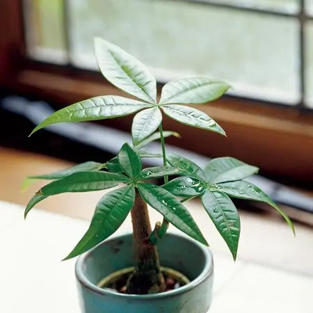 モンステラ　蕾付き モンステラの蕾が四つ付きました！｜園芸日記byいでさわ｜みんなの趣味