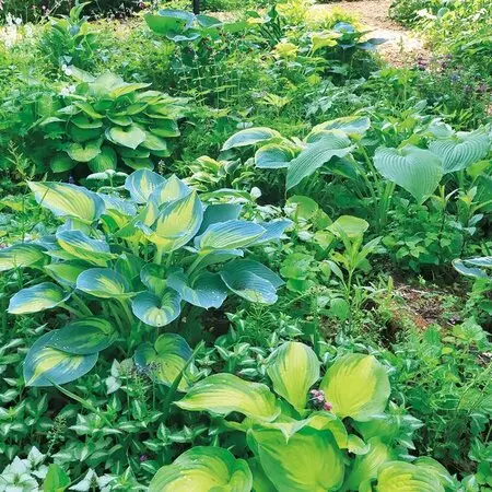 アケビの蔓を採る｜園芸日記byお散歩カメ吉｜みんなの趣味の園芸