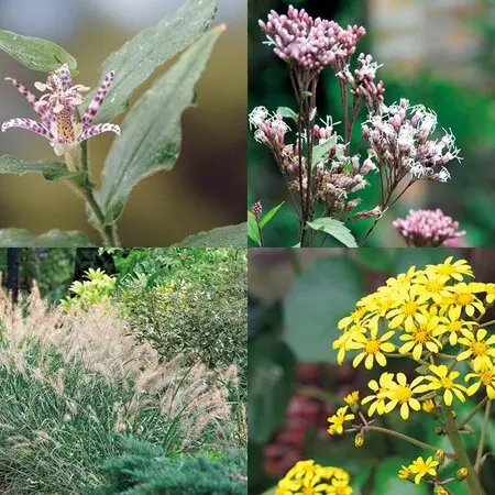 八咫烏』加藤農園「第16回クリスマスローズの世界展」のアルバム