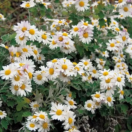 ジャボチカバ小葉ミウーダの成長｜そだレポ（栽培レポート）by桐生史