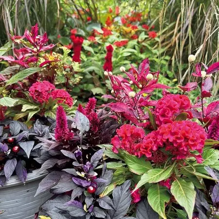 ユッカの挿し木で困っております。詳しい方々お力を貸してくだ