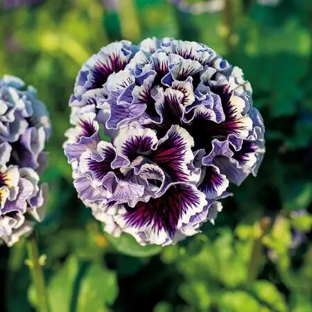 【おまとめ】フラワームーン/サマー フラワームーン🌕 . #満月 #フラワームーン #5月の満月 #さだまさし