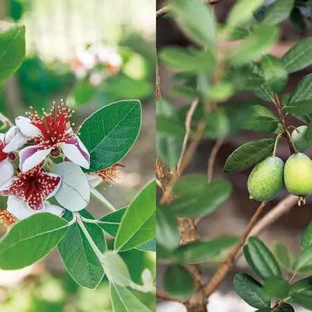 ミルクフルーツ 接木苗 水晶柿 スターアップル 希少果樹 ミルクフルーツ 接木苗 水晶柿 スターアップル 希少果樹
