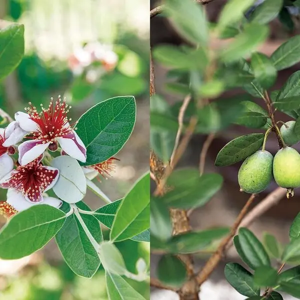 フェイジョアとは｜育て方がわかる植物図鑑｜みんなの趣味の園芸（NHK