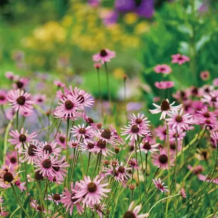 aya ヒオウギ（日扇） aya様専用 ヒオウギ（日扇）