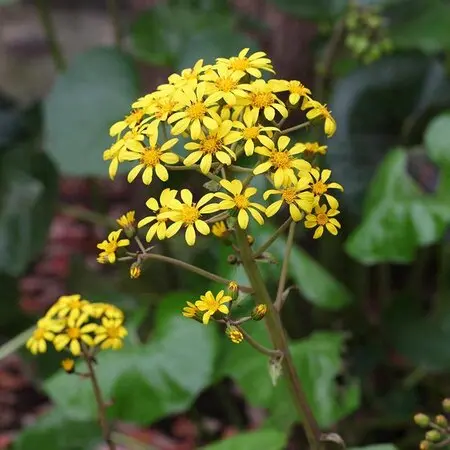 信州産ニゲラ・矢車草・おまけの金梅草 信州産ニゲラ・矢車草・おまけの金梅草 ヤグルマギクとニゲラ