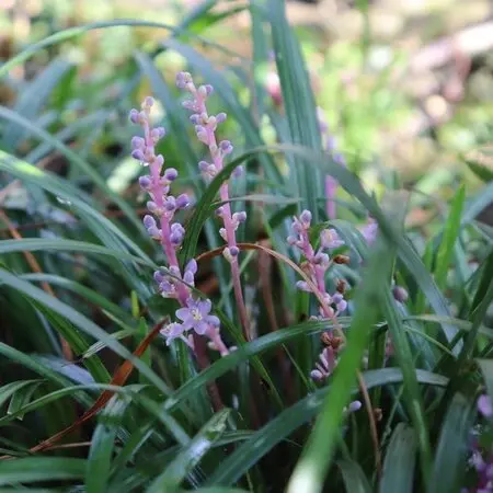 アマリリスのミネルバを植えてたぶん6～7年になります。初年度
