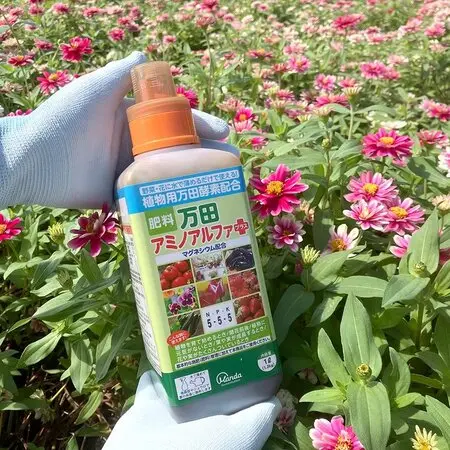 マルバストラムとは｜育て方がわかる植物図鑑｜みんなの趣味の