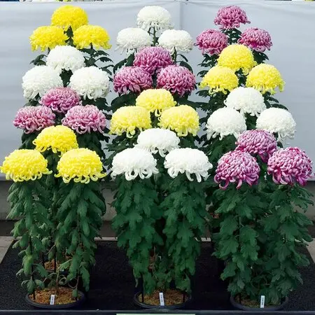 キバナノセッコク　交配種　三冠王　開花後 キバナノセッコク 交配種 三冠王 開花後 - メルカリ