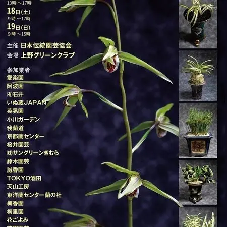 先日、大きなタンポポの様な綿毛を見つけました草丈は130cm前