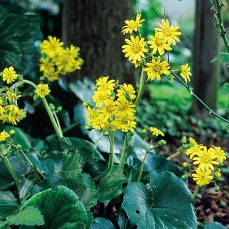 ハエマンサスの種類（原種、品種）｜植物図鑑｜みんなの趣味の園芸