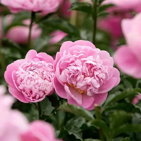 コノフィツム'八重垣姫'実生1年苗｜園芸日記byconocono