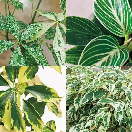 タカワラビ（キンモウコウ、ゴールデンモンキー）とカツモウイノデの