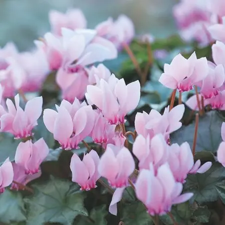 クレマチス、マダム・バロン・バイラー「2015年 ～我が家の庭で咲い