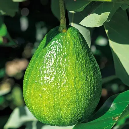 スターアップルとは｜育て方がわかる植物図鑑｜みんなの趣味の園芸