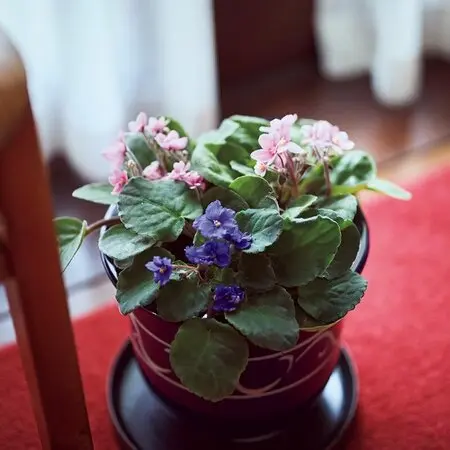 マルバストラムとは｜育て方がわかる植物図鑑｜みんなの趣味の園芸