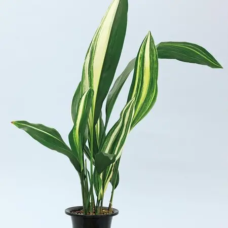 マルバストラムとは｜育て方がわかる植物図鑑｜みんなの趣味の園芸