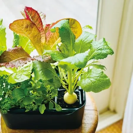 パンパスグラスの育て方・栽培方法｜植物図鑑｜みんなの趣味の園芸