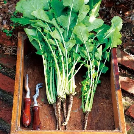 アケビの蔓(根蔓ランナー） アケビの蔓（根蔓ランナー) 【公式通販】