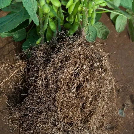 ゴムの木です。鉢底から根が出ていたので4月前半頃植え替えま｜園芸
