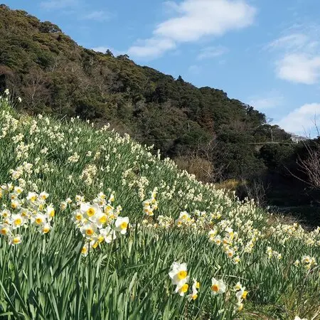 釜無アツモリソウ｜園芸日記byネカタ｜みんなの趣味の園芸｜1249529